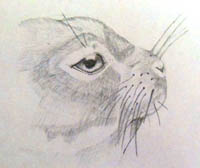Rabbit pencil art drawing by Claire Drake