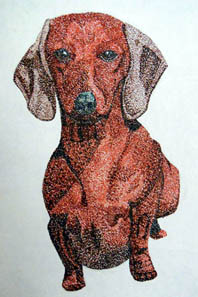 dog colour drawing by Claire Drake